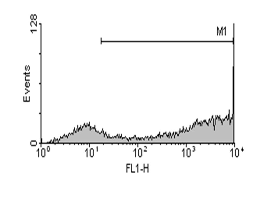 Primary - Human Mesenchymal Stem cells diagram